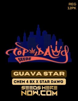 Guava Star (Regular) - Top Dawg SeedsGuava Star (regular) - Top Dawg Seeds