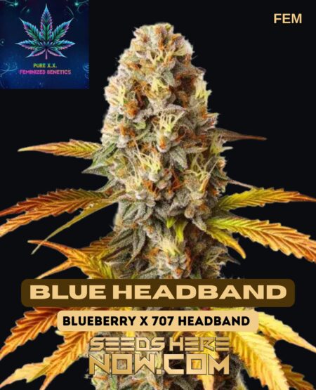 Blue Headband (Feminized) (space) Pure XX