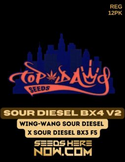 Sour Diesel BX4 V2 (Regular) - Top Dawg SeedsSour Diesel Bx4 V2 (regular) - Top Dawg Seeds