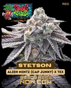 Stetson (regular) - Shindig Seed Co.
