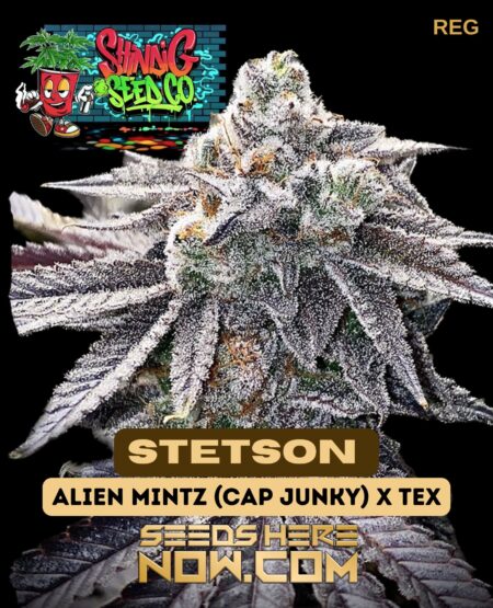 Stetson (regular) - shindig seed co.