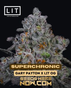 Superchronic (feminized) - Lit Farms