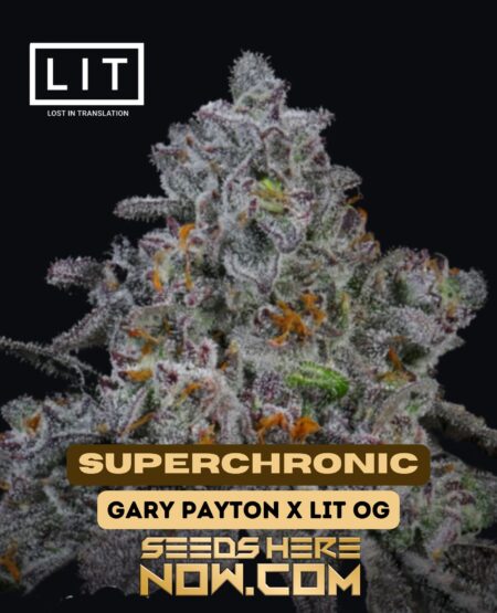 Superchronic (feminized) - lit farms