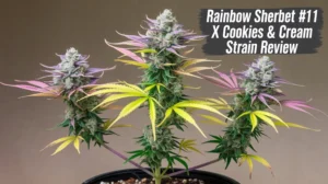 Rainbow Sherbet 11 X Cookies & Cream Strain Review