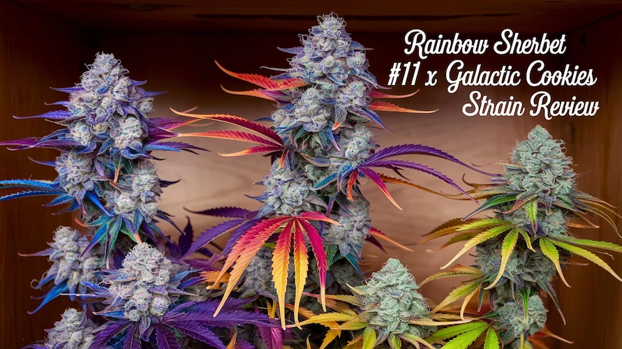 Rainbow Sherbet #11 x Galactic Cookies Strain Review