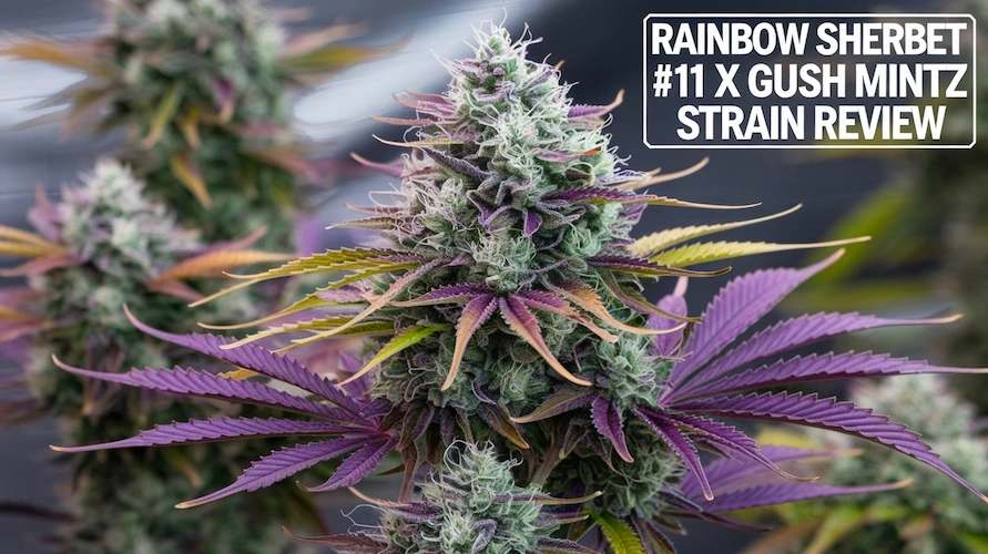 Rainbow Sherbet #11 x Gush Mintz Strain Review