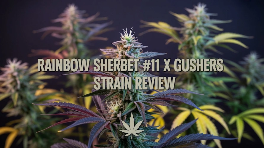Rainbow Sherbet #11 x Gushers Strain Review