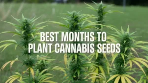 Best Months to Plant Cannabis Seeds