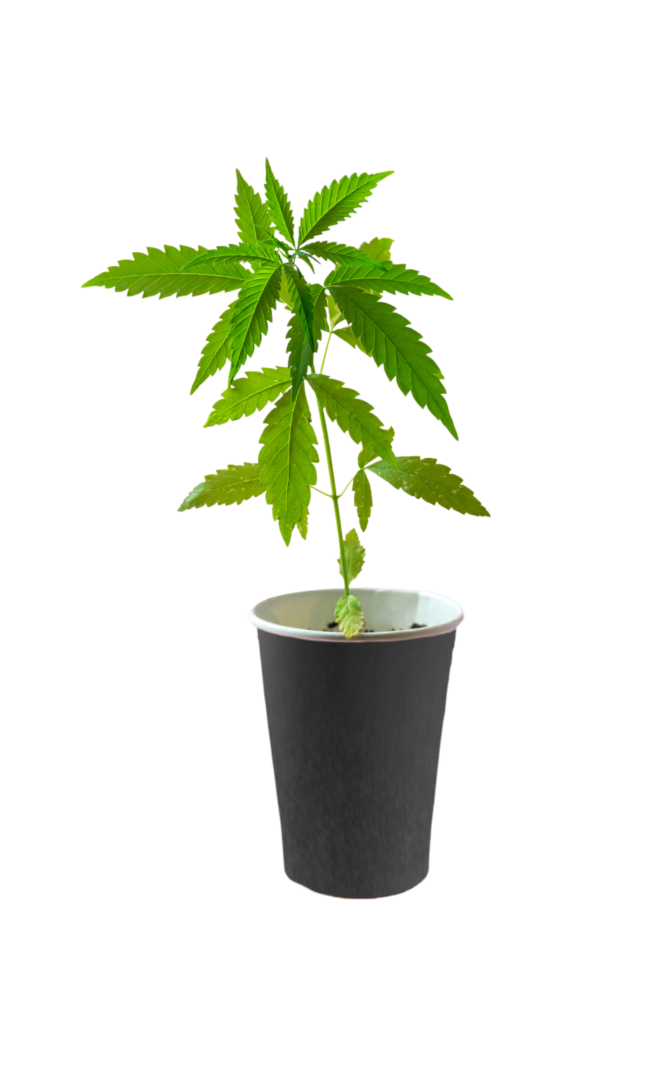 Cannabis Clones