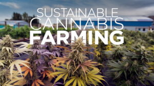 Sustainable Cannabis Farming