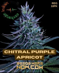 Chitral Purple Apricot (Regular) (space) Indian Landrace Exchange