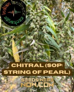 Chitral (SOP: String of Pearl) (Regular) (space) Indian Landrace Exchange