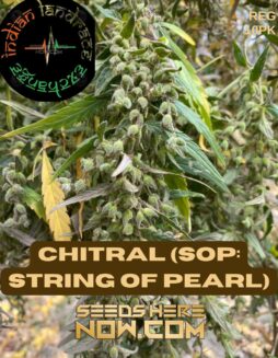 Chitral (SOP: String of Pearl) (Regular) (space) Indian Landrace ExchangeChitral (SOP: String of Pearl) (Regular) (space) Indian Landrace Exchange