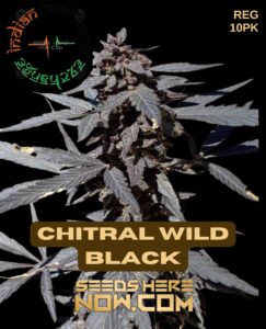 Chitral Wild Black (Regular) (space) Indian Landrace Exchange