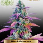 Black Princess (Feminized) - Elite Clone Seed Company