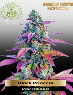 Black Princess (Feminized) (space) Elite Clone Seed Company