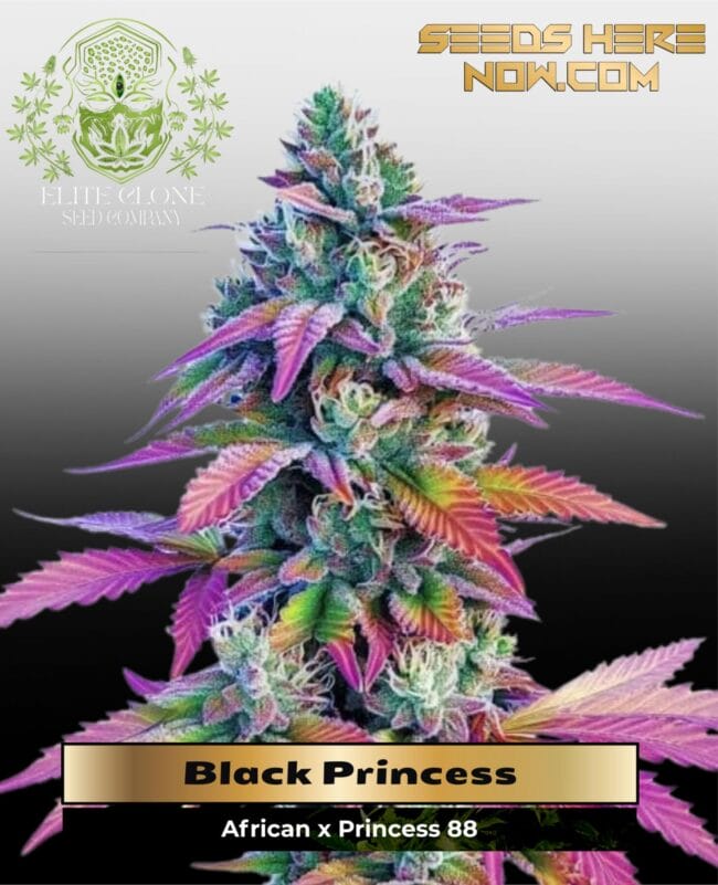 Black Princess (Feminized) - Elite Clone Seed Company