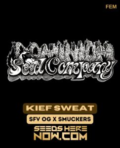 Kief Sweat (Feminized) (space) Dominion Seed Company