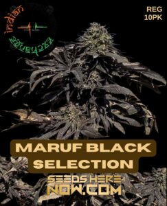 Maruf Black Selection (Regular) (space) Indian Landrace Exchange