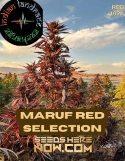 Maruf Red Selection (Regular) (space) Indian Landrace ExchangeMaruf Red Selection (Regular) (space) Indian Landrace Exchange