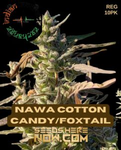 Nawa Cotton Candy/Foxtail (Regular) (space) Indian Landrace Exchange