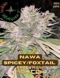 Nawa Spicey/Foxtail (Regular) (space) Indian Landrace ExchangeNawa Spicey/Foxtail (Regular) (space) Indian Landrace Exchange