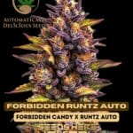 Forbidden Runtz (Autoflower) - Automatically Delicious