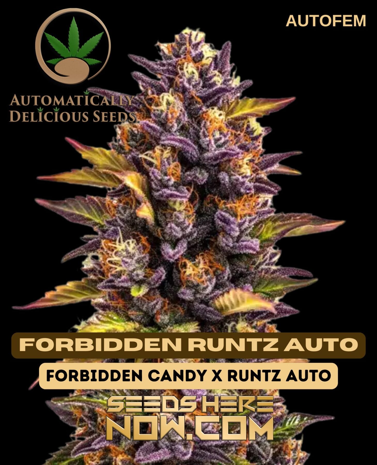Forbidden Runtz Auto (Autoflower) - Automatically Delicious