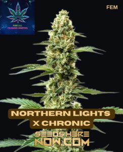 Northern Lights x Chronic
