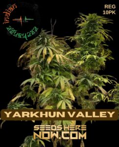 Yarkhun Valley (Regular) (space) Indian Landrace Exchange