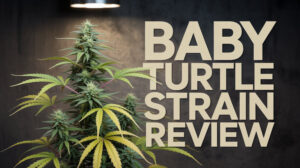 Baby turtle strain review