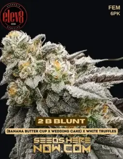 2 B Blunt Feminized Seeds (space) Hybrid Cannabis by Elev8 featuring Banana Butter Cup, Wedding Cake, and White Truffles
