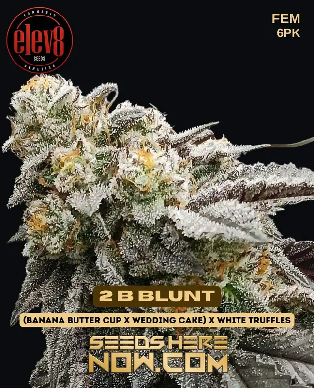 2 B Blunt Feminized Seeds - Hybrid Cannabis by Elev8 featuring Banana Butter Cup, Wedding Cake, and White Truffles