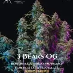 3 Bears OG (Autoflower) - Mephisto Genetics