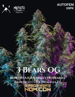 Close(space)up image of 3 Bears OG Autoflower Cannabis Seeds by Mephisto Genetics