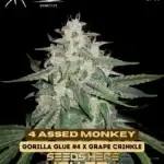 4 Assed Monkey (Autoflower) - Mephisto Genetics