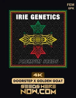 4K Feminized Seeds by Irie Genetics featuring citrus and pine flavors