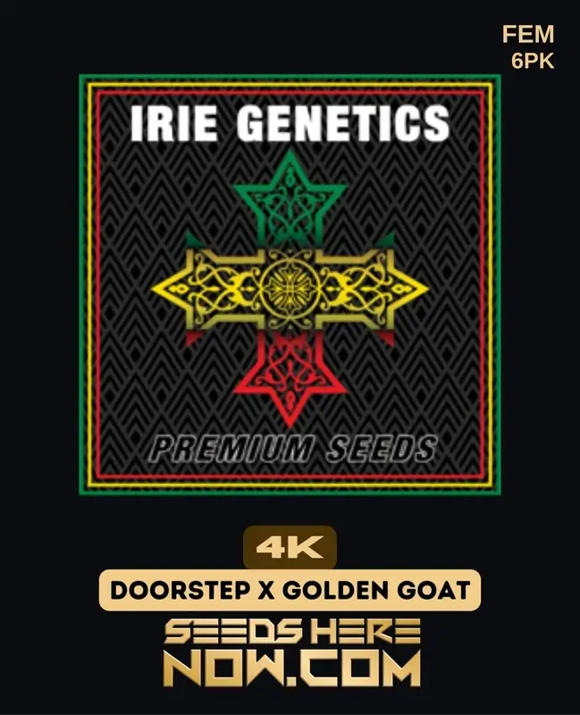4K Feminized Seeds by Irie Genetics featuring citrus and pine flavors