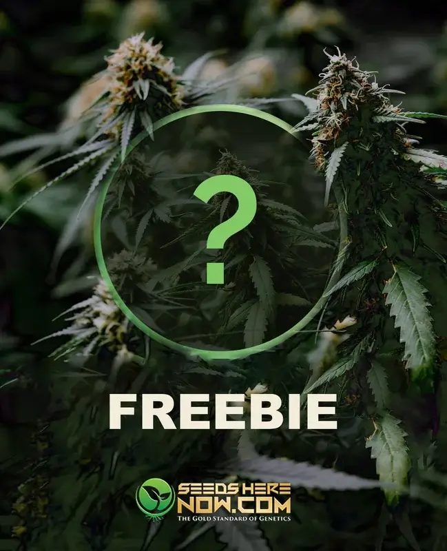 Image showcasing the ($500-$600 Thank You) Freebie Cannabis Seed Package with Distribution Choice PLUS and Four Additional Gifts