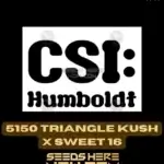 5150 Triangle Kush x Sweet 16 (Feminized) - CSI Humboldt