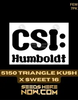 Feminized 5150 Triangle Kush x Sweet 16 cannabis seeds by CSI Humboldt