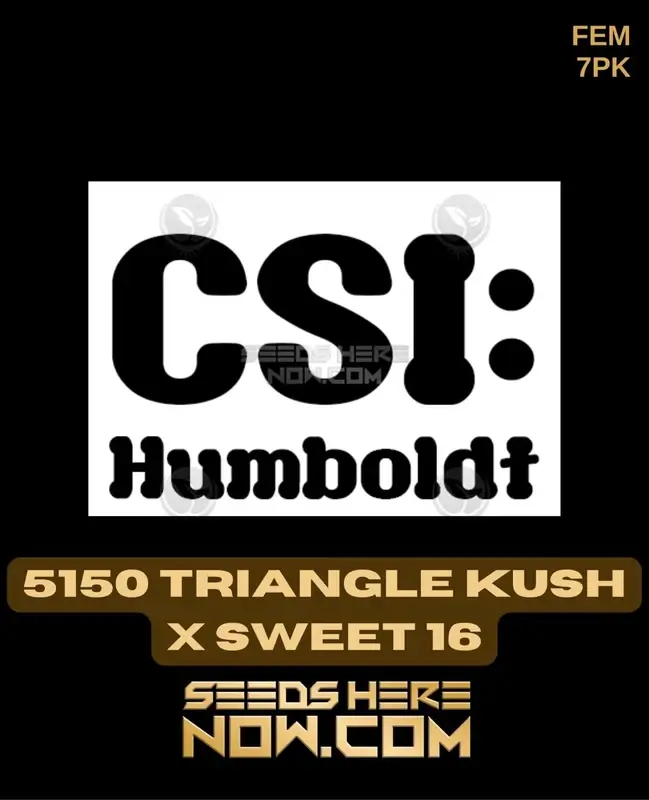 Feminized 5150 Triangle Kush x Sweet 16 cannabis seeds by CSI Humboldt