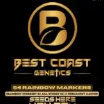 54 Rainbow Markers (Feminized) - Best Coast Genetics