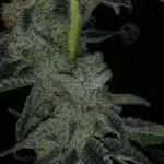 6 Mill (Regular) - Dominion Seed Company