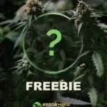 ($600 - $700 Thank You) - Freebie {Distribution Choice PLUS + FIVE other gifts}