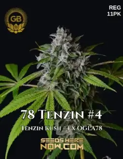 Pack of 78 Tenzin #4 Regular Cannabis Seeds from Green Bodhi Genetics