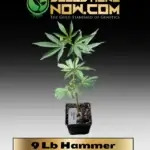 9 Lb Hammer Clones - ACC