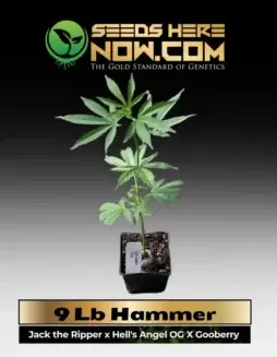 Indica(space)dominant 9 Lb Hammer Cannabis Clone
