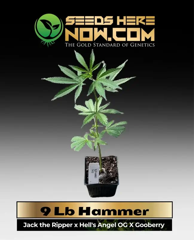 Indica-dominant 9 Lb Hammer Cannabis Clone