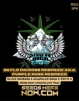 Image of 96 Flo Incross Rebreed cannabis seeds pack (space) a Sativa dominant strain with creative and energized effects.